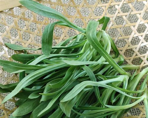 面条菜的生长环境与地方条件（探秘面条菜在哪里生长）