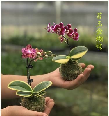 盆栽花卉的华美世界（探索名贵盆栽花卉的种类及养护技巧）