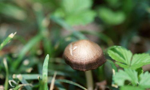 探秘神秘的蘑菇世界（一种奇特的非植物生物）