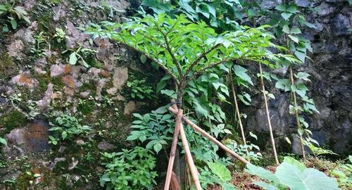 魔芋块茎的繁殖与种植方法（从种子到收成）