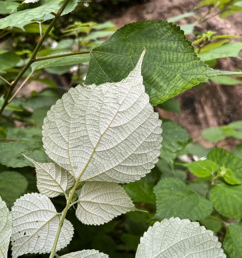 探秘抹茶之植物学（抹茶的起源）