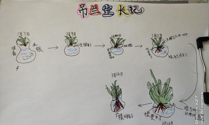 牡丹吊兰摘心打顶全攻略（掌握正确时间与方法）