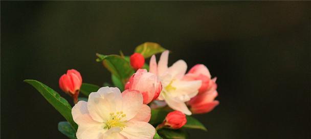 牡丹海棠的花期和开花次数（了解牡丹海棠的美丽与魅力）