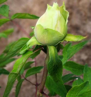 牡丹花开花时间解析（从春天到夏天）