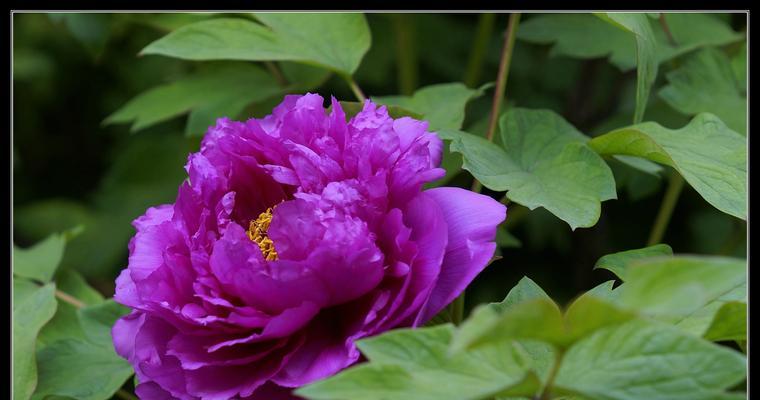 牡丹花色彩盛宴（从红到白）