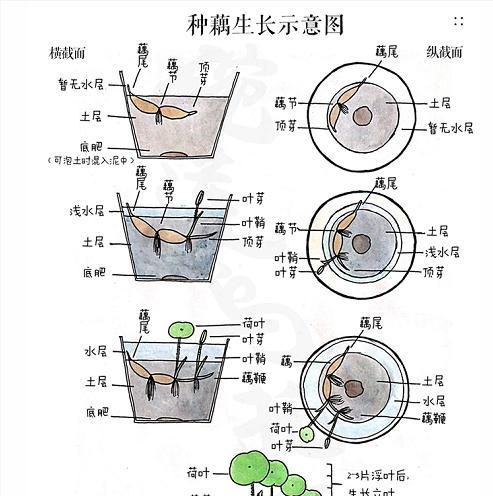 牡丹的上盆与养护（做好养护）