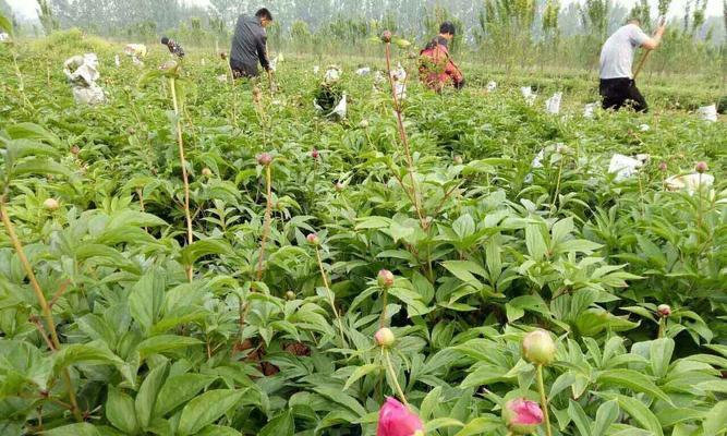 牡丹芍药的种植与养护（打造美丽花园）