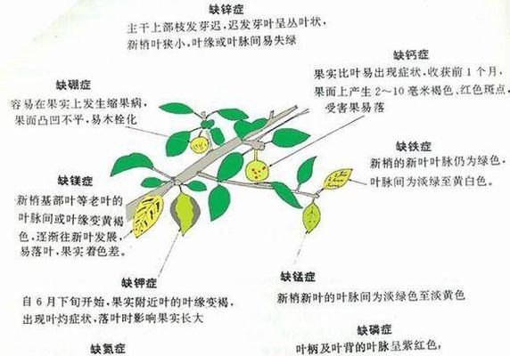 牡丹叶子发蔫的原因及补救方法（保持适宜温度和水分是关键）