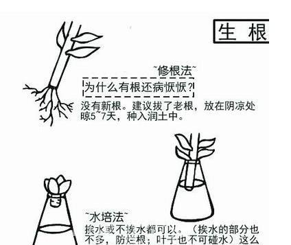 如何种植牡丹种子（牡丹种子的收集）