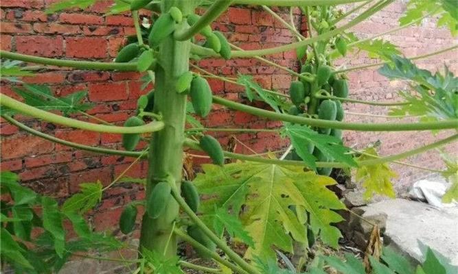 种植木瓜，这些地方最适合（探讨木瓜种植的最佳地点及其特点）