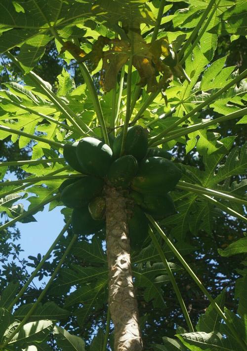 木瓜树——多年生植物的奥秘（多年生植物的特征及木瓜树生长的特点）