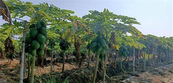 木瓜种植的气候与温度条件（探究木瓜在不同气候条件下的生长状况）