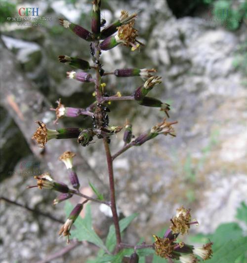 木菊种植与养护注意事项（了解木菊的有毒特性）