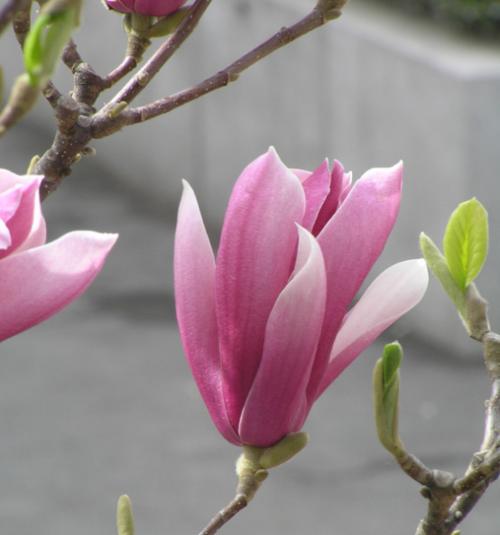 木兰花开花季节及特点（探秘木兰花开花时间和生长环境）