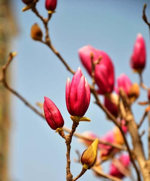 木兰花开花时间及特点（探寻木兰花的魅力与价值）