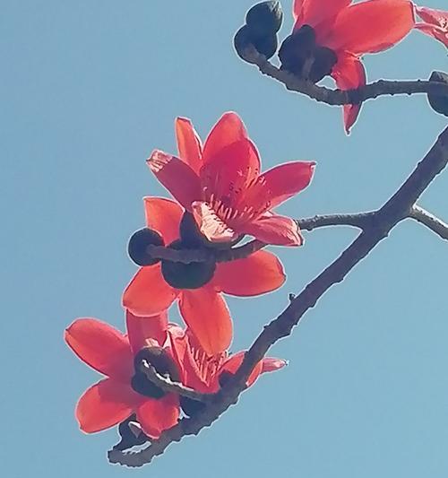 木棉花开花时间的秘密（探寻木棉花开花规律）