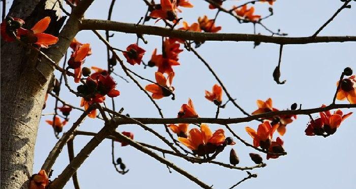 探究木棉花的生长条件及适宜地点（探究木棉花的生长条件及适宜地点）