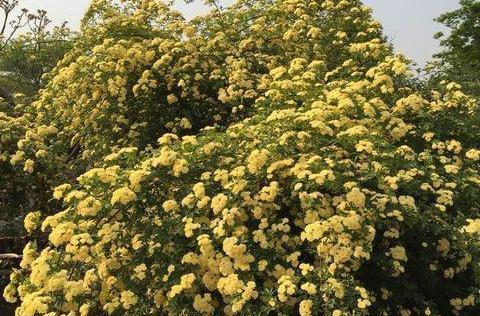 如何成功养殖木香花（木香花的养护技巧和注意事项）