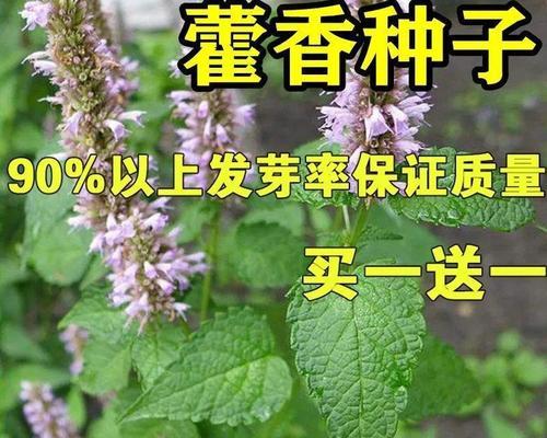 木香花为什么在冬天掉叶子（探究木香花冬季落叶的原因和防范措施）