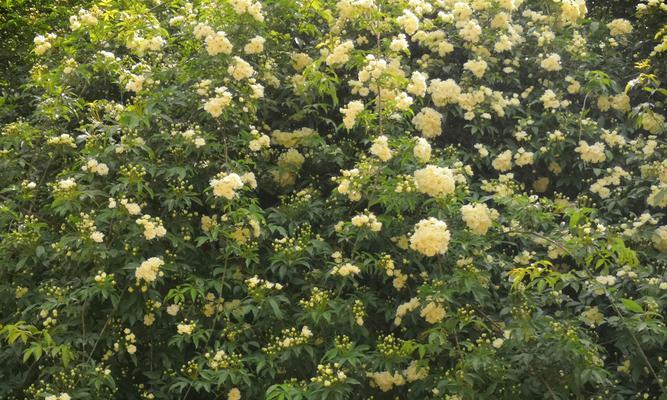 木香花（探究木香花根系的秘密）