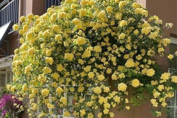 让院子充满芬芳——种植木香花（适合种植的条件和方法以及木香花的观赏价值）