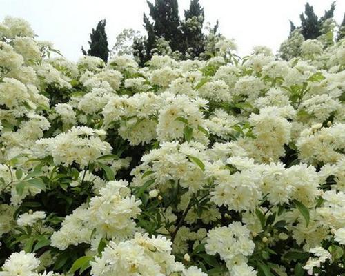 木香花的开花次数及特点（木香花一年开几次花）