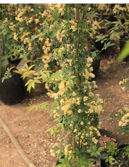 如何正确修剪木香花（专业技巧让你的木香花更美丽）