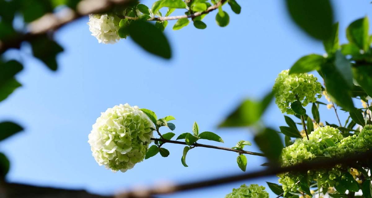 木绣球花开花次数（了解木绣球花的开花周期及特点）