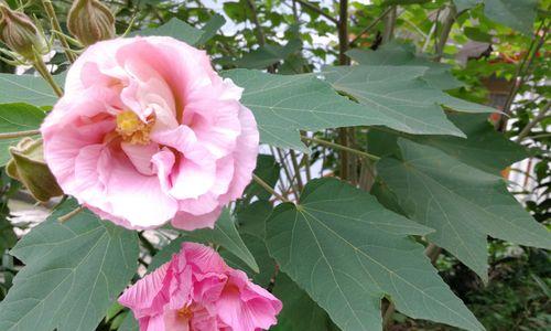 木芙蓉花的水养技巧（如何给木芙蓉花正确浇水）