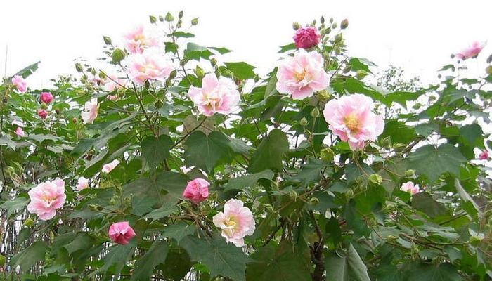 木芙蓉开花时间和频率（探讨木芙蓉开花的奥秘）