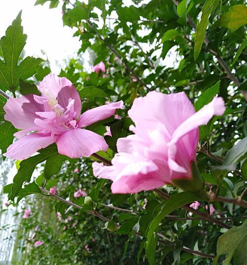 木槿花开的奥秘（探究木槿的开花时间和数量）