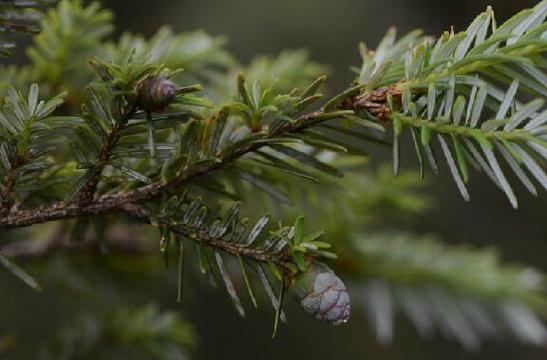 南方铁杉的生物分类特征（揭秘南方铁杉的裸子植物身份）