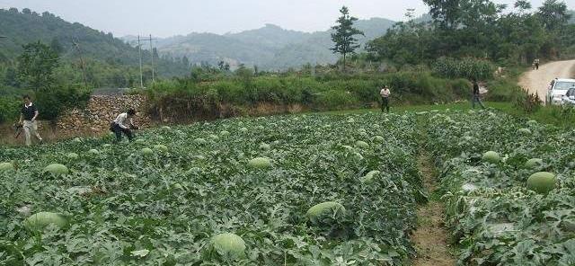 南方西瓜种植技巧（最佳种植时间及关键因素）