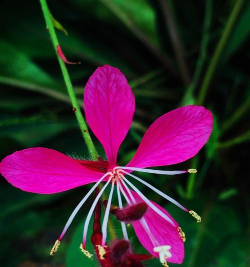 五叶草的花语与寓意（五叶草的象征与传说）