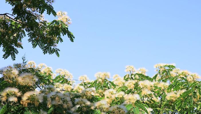 银合欢传说——花海中的童话世界（探寻银合欢花语的神秘力量）