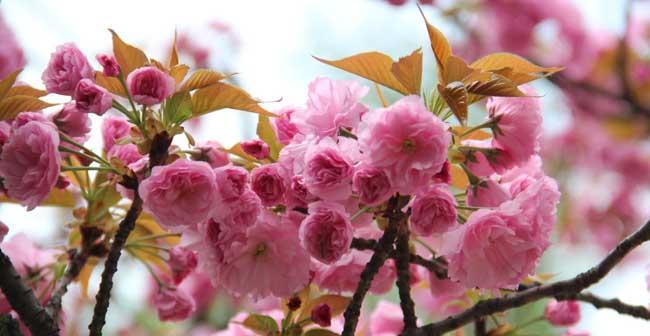 樱花传说之美（樱花神秘的传说与文化传承）