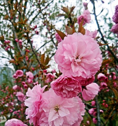 樱花的花语及其深层含义（探索樱花花语的神秘世界）