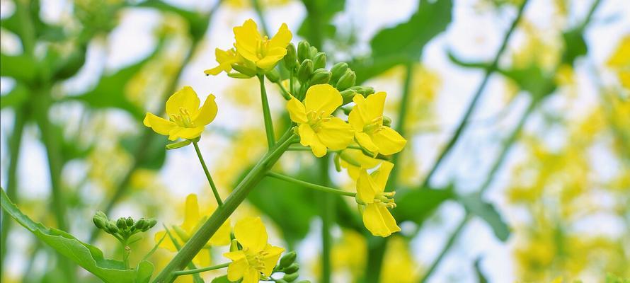 油菜花的花语和寓意（探寻油菜花的花语）