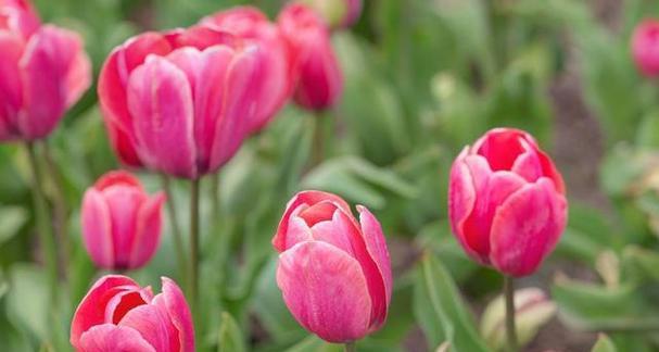 郁金香花语与代表意义（郁金香——传达爱情与美的使者）