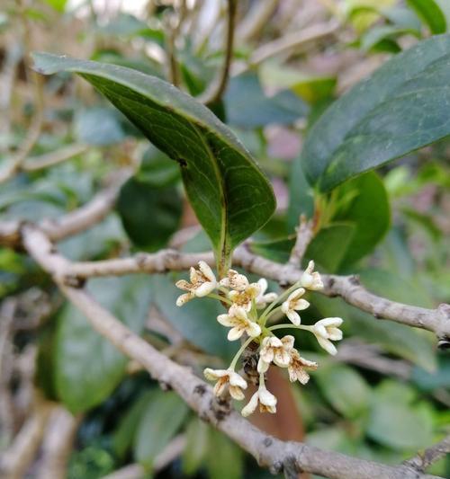 探寻云实花的神秘花语与文化背景（解码云实花的意义与历史渊源）