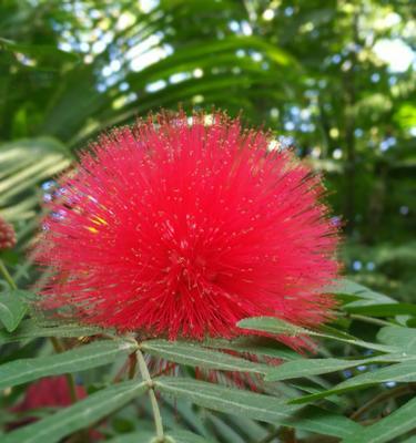 朱樱花的花语与寓意（探寻朱樱花的深层内涵）