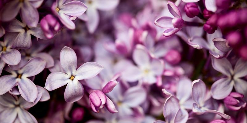 紫丁香的神秘芬芳与寓意（探索紫丁香花的美丽与象征意义）