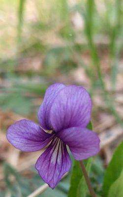 紫花地丁花语与寓意（紫花地丁的神秘与美丽）