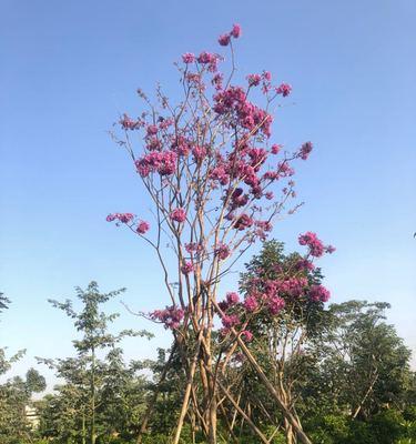 紫花风铃木的花语（探寻紫花风铃木的美丽寓意）