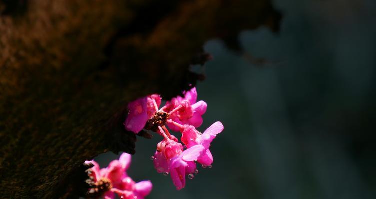 紫荆花之传说（紫荆花的花语和传说的起源及流传）