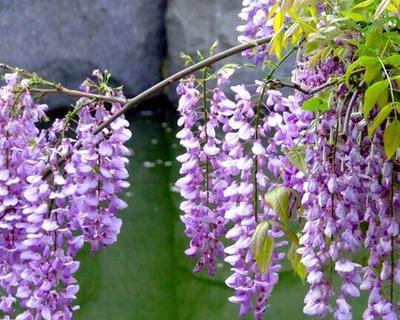 紫藤花的寓意和象征（紫藤花的美丽与深远意义）