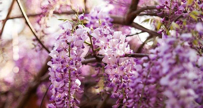 紫藤花（紫藤花语解析及其文化含义）