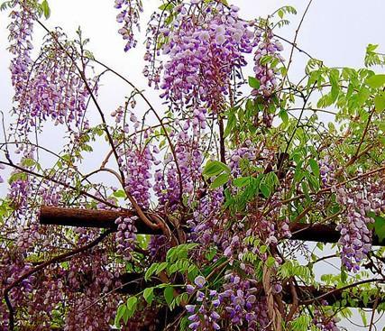 紫藤花的寓意与象征（解读紫藤花）