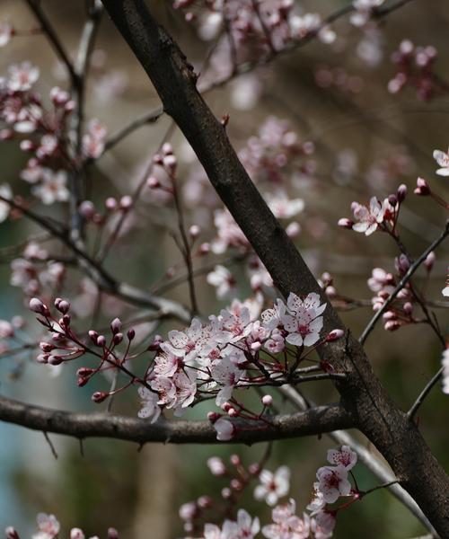 紫叶李（探寻紫叶李的寓意与象征）