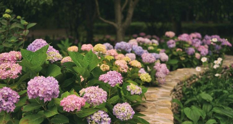 八仙花（探寻八仙花的花语与花意）